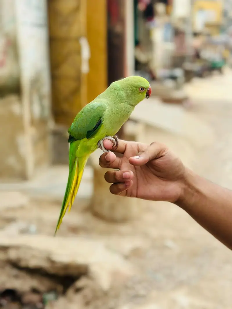 ring neck parrot — photo 4