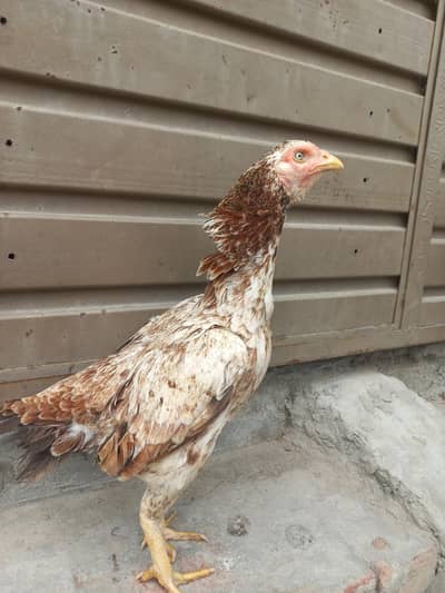 pakitani aseel