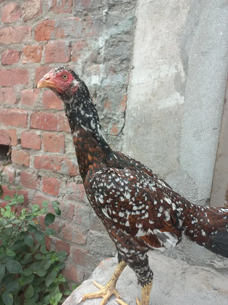 pakitani aseel — photo 2