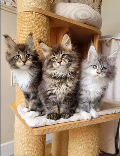 IMPORTED MAINE COON CATS ARE AVAILABLE FOR BOOKING