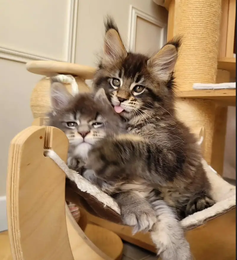 IMPORTED MAINE COON CATS ARE AVAILABLE FOR BOOKING — photo 2