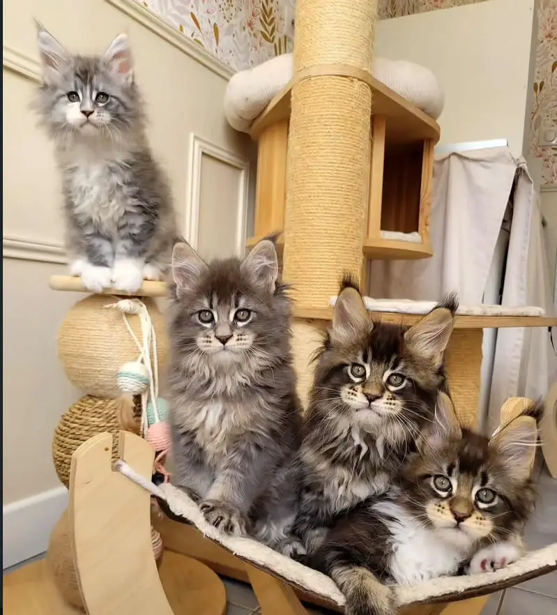 IMPORTED MAINE COON CATS ARE AVAILABLE FOR BOOKING — photo 3