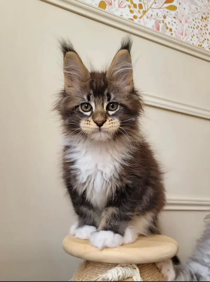 IMPORTED MAINE COON CATS ARE AVAILABLE FOR BOOKING — photo 4