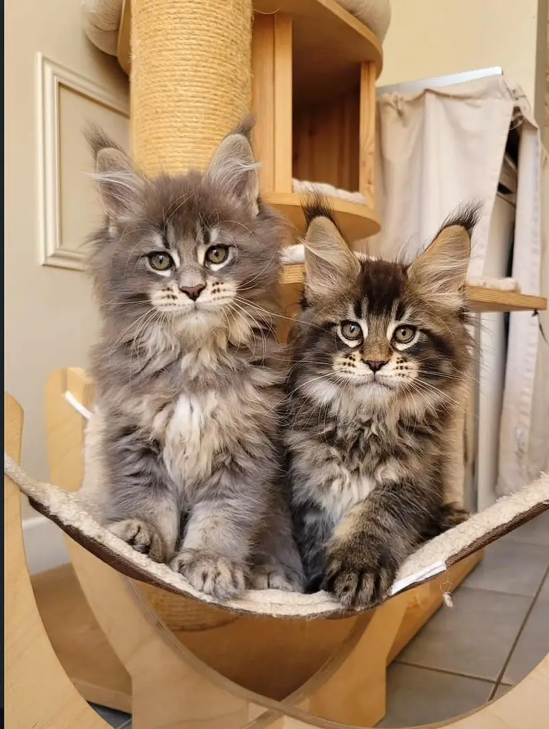 IMPORTED MAINE COON CATS ARE AVAILABLE FOR BOOKING — photo 6