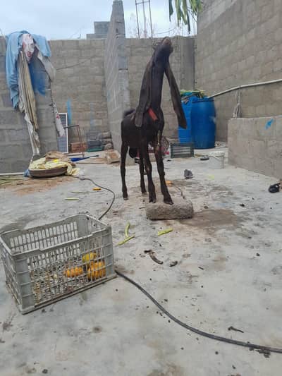 pue kamori pair urgent sale need cash only WhatsApp 03152344578