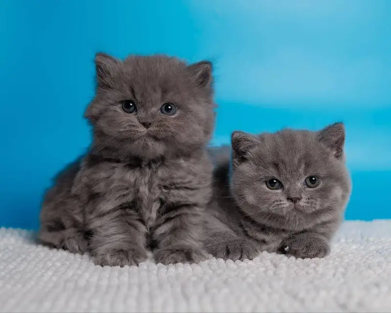 IMPORTED BRITISH SHORT HAIR CATS ARE AVAILABLE FOR SALE
