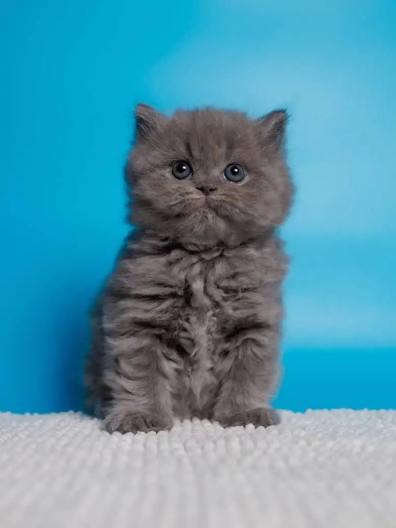 IMPORTED BRITISH SHORT HAIR CATS ARE AVAILABLE FOR SALE — photo 2