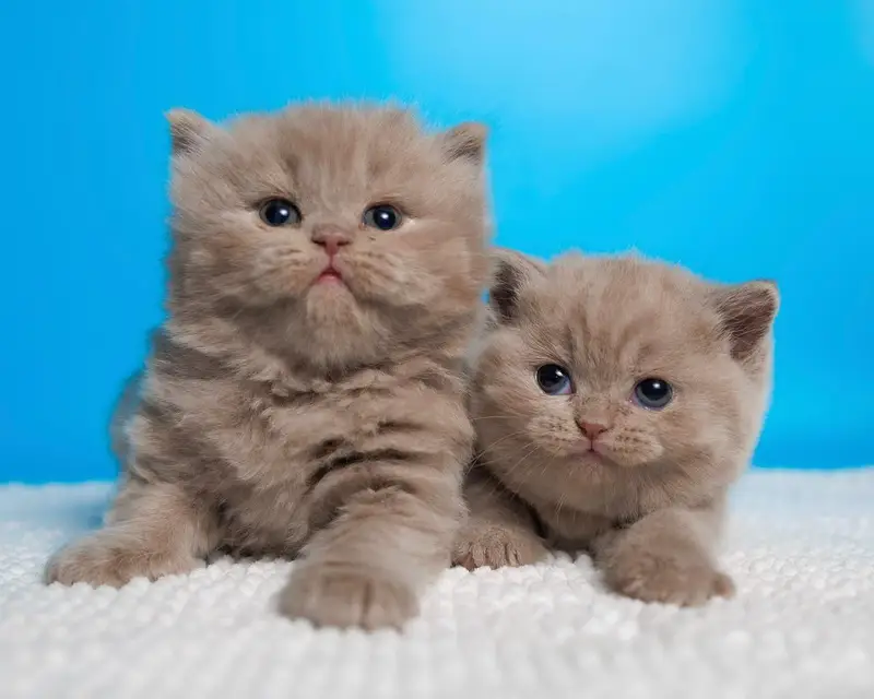 IMPORTED BRITISH SHORT HAIR CATS ARE AVAILABLE FOR SALE — photo 3
