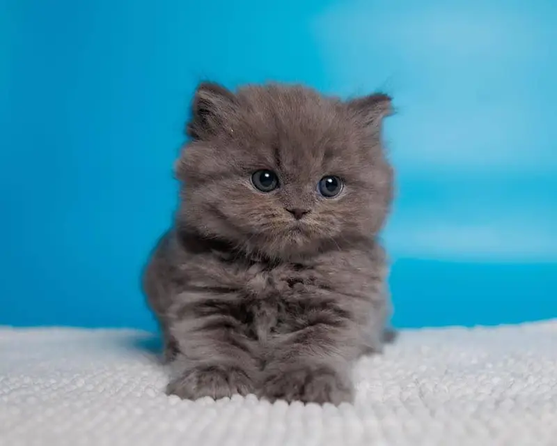 IMPORTED BRITISH SHORT HAIR CATS ARE AVAILABLE FOR SALE — photo 4