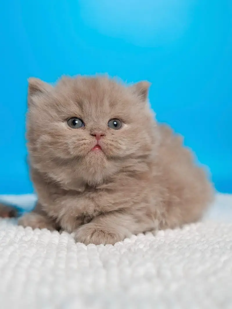 IMPORTED BRITISH SHORT HAIR CATS ARE AVAILABLE FOR SALE — photo 5