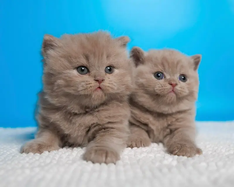 IMPORTED BRITISH SHORT HAIR CATS ARE AVAILABLE FOR SALE — photo 6