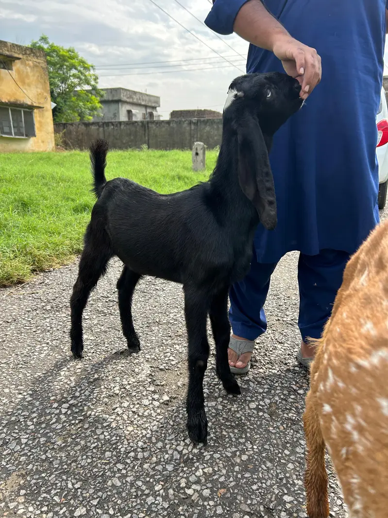 Bakray for 2027 Qurbani 03408589955 — photo 2