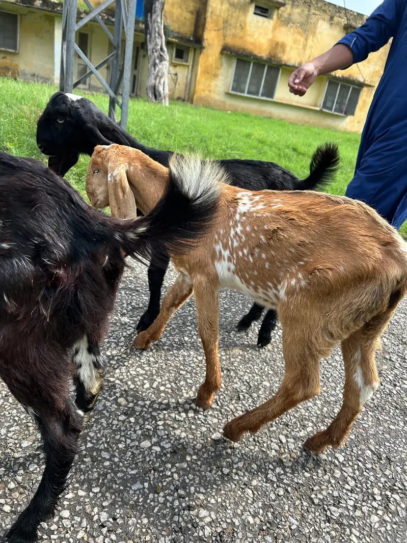 Bakray for 2027 Qurbani 03408589955 — photo 3