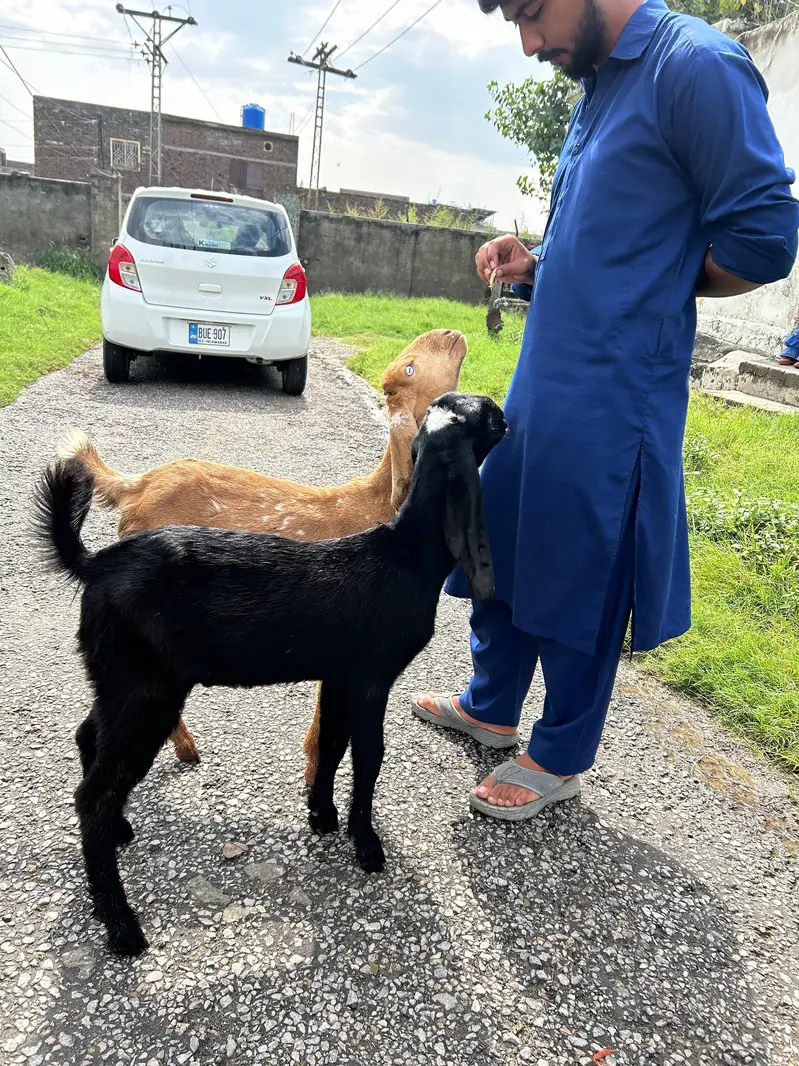Bakray for 2027 Qurbani 03408589955 — photo 4