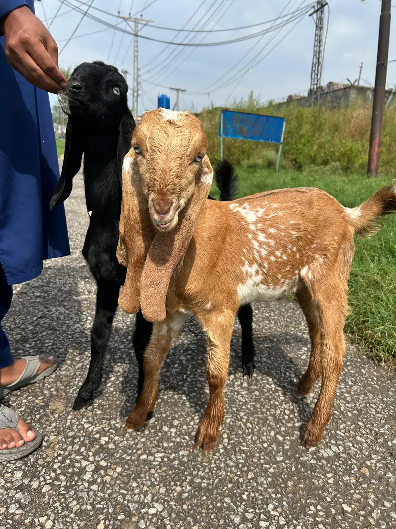 Bakray for 2027 Qurbani 03408589955 — photo 6