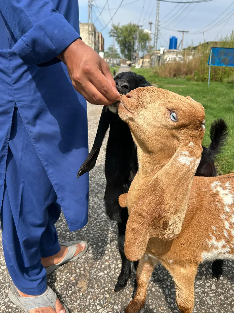 Bakray for 2027 Qurbani 03408589955 — photo 7