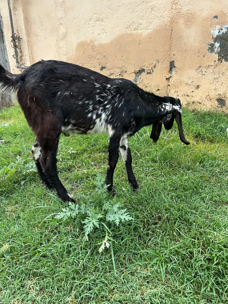 Bakray for 2027 Qurbani 03408589955 — photo 8