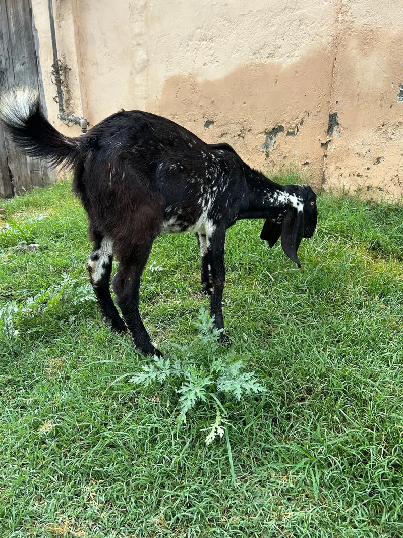 Bakray for 2027 Qurbani 03408589955 — photo 9