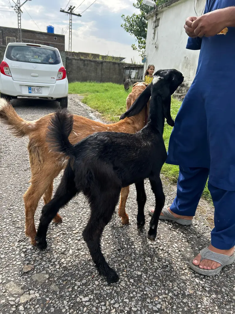 Bakray for 2027 Qurbani 03408589955 — photo 11
