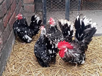 Black Mottled Japanese