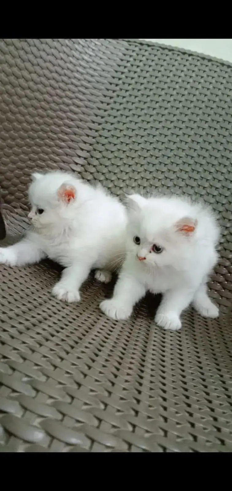 pure Persian kitten for sale white color blue eyse — photo 2