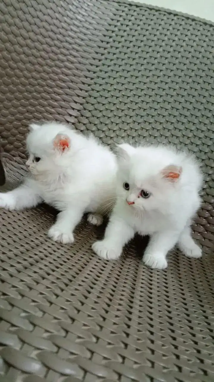 pure Persian kitten for sale white color blue eyse — photo 3