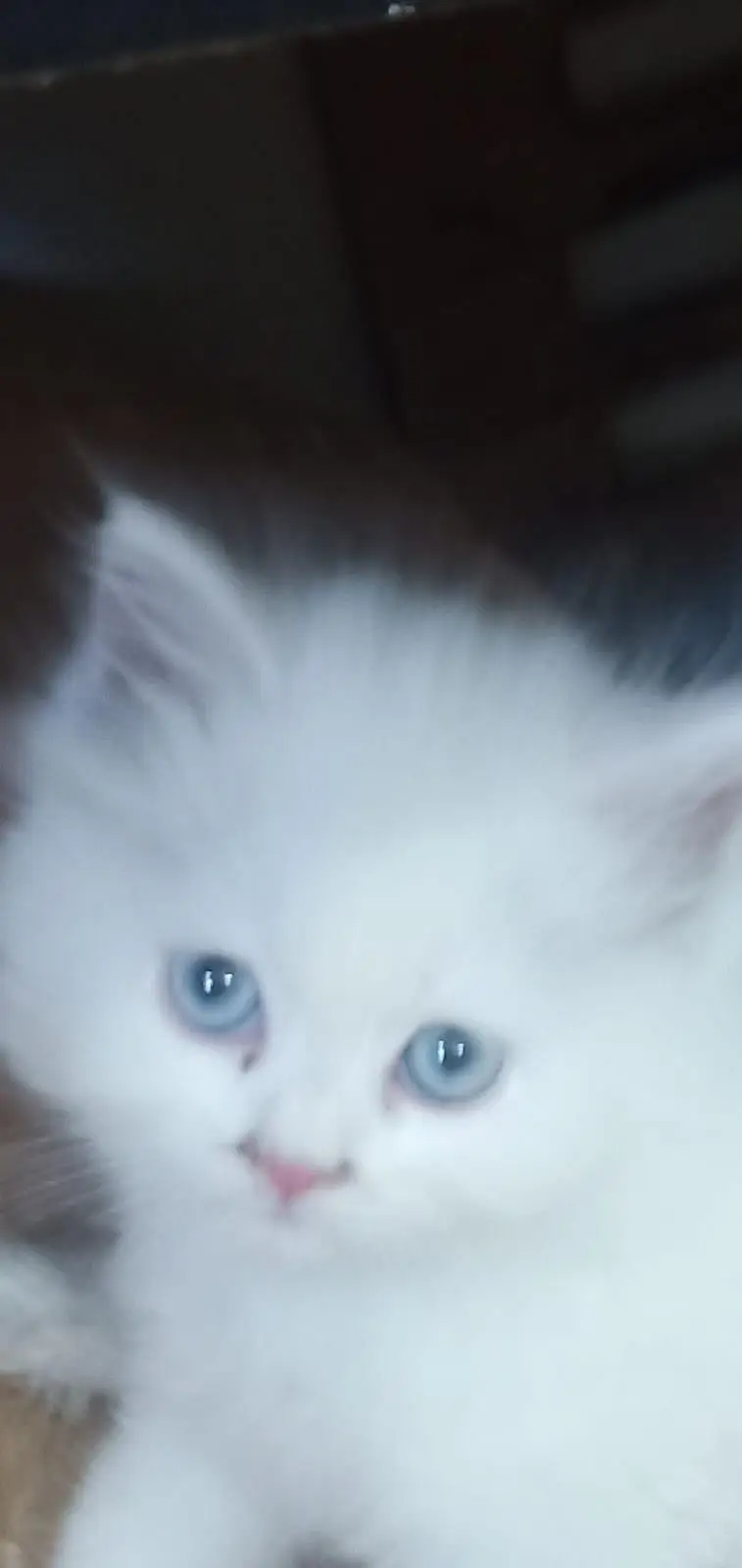 pure Persian kitten for sale white color blue eyse — photo 4