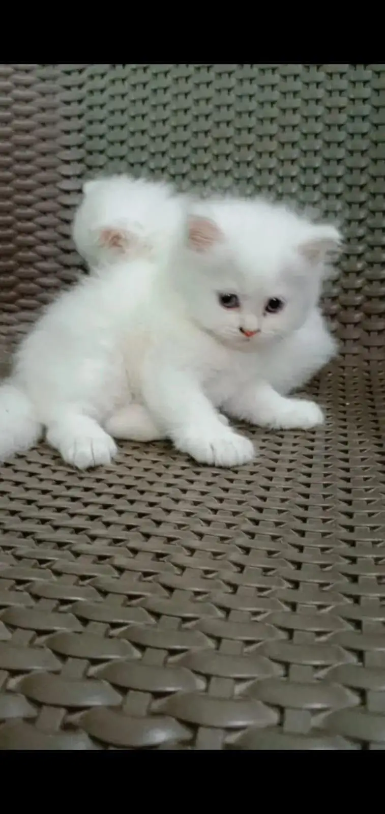 pure Persian kitten for sale white color blue eyse — photo 5