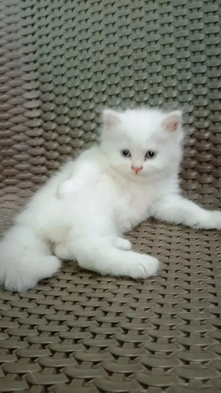 pure Persian kitten for sale white color blue eyse — photo 6