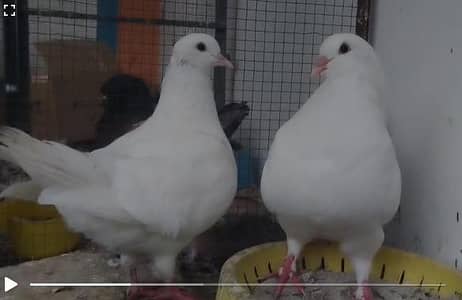 King Full Size Breeder pair