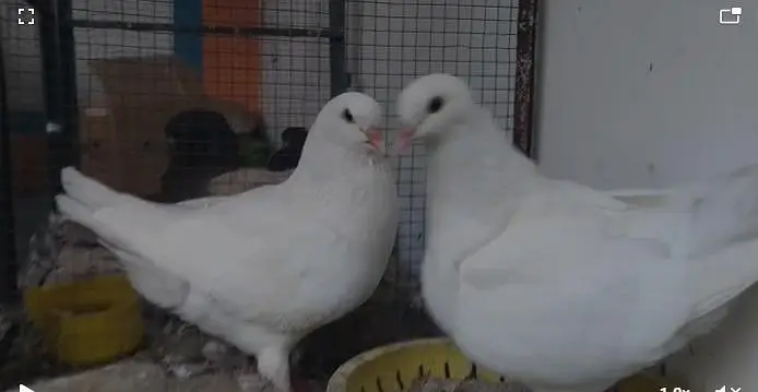 King Full Size Breeder pair — photo 2