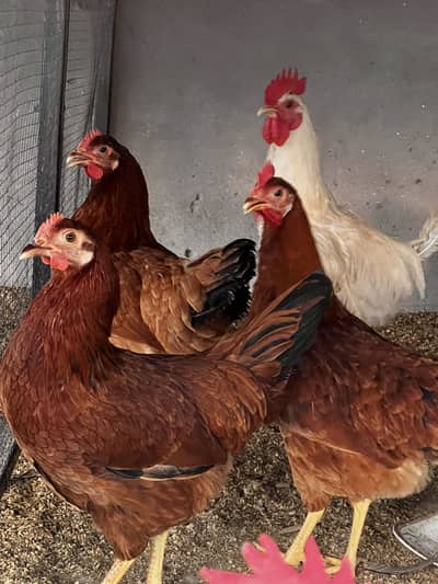 Starter hen for sale rir commercial breed