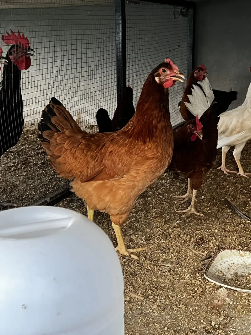 Starter hen for sale rir commercial breed — photo 2