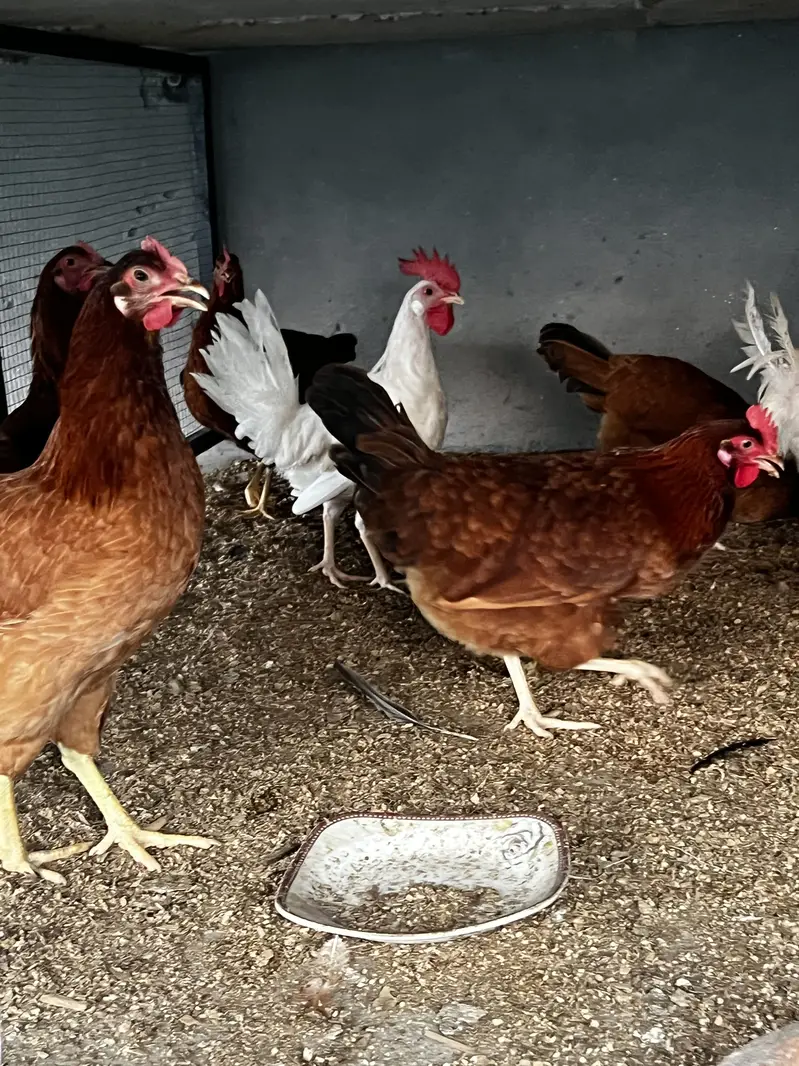 Starter hen for sale rir commercial breed — photo 3