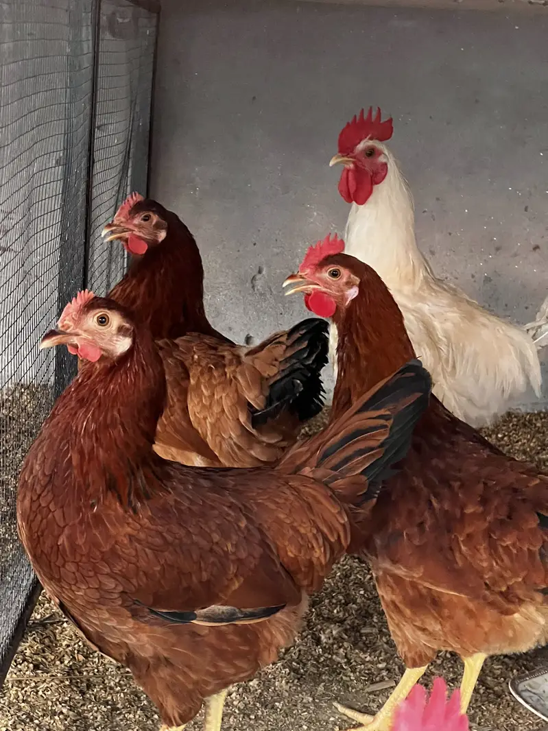 Starter hen for sale rir commercial breed — photo 4