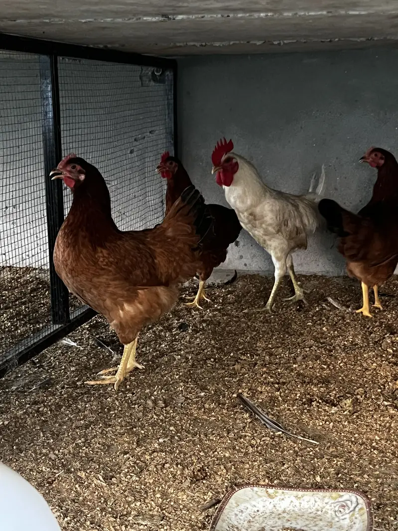 Starter hen for sale rir commercial breed — photo 5