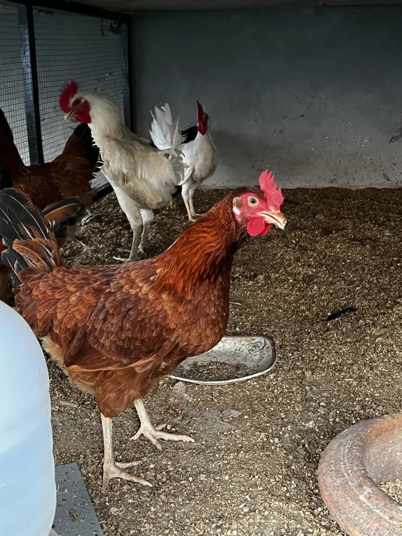 Starter hen for sale rir commercial breed — photo 6