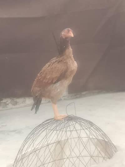 aseel kurak hen urgent for sale