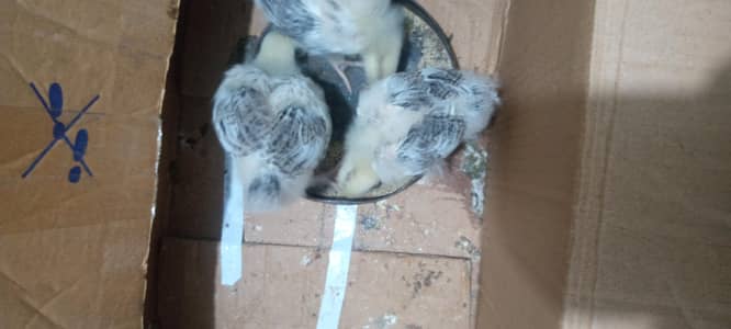 light sussex chicks for sale