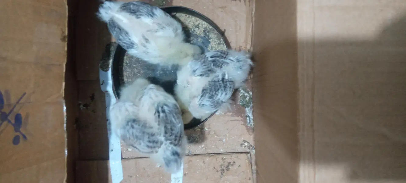 light sussex chicks for sale — photo 2
