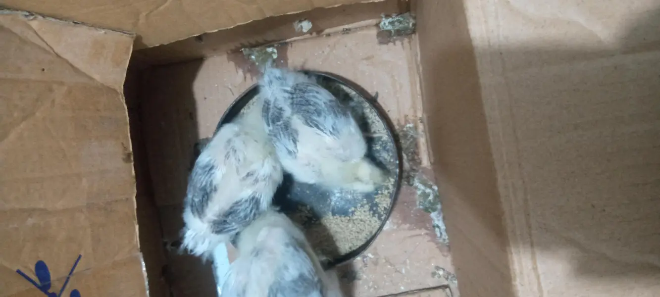 light sussex chicks for sale — photo 3