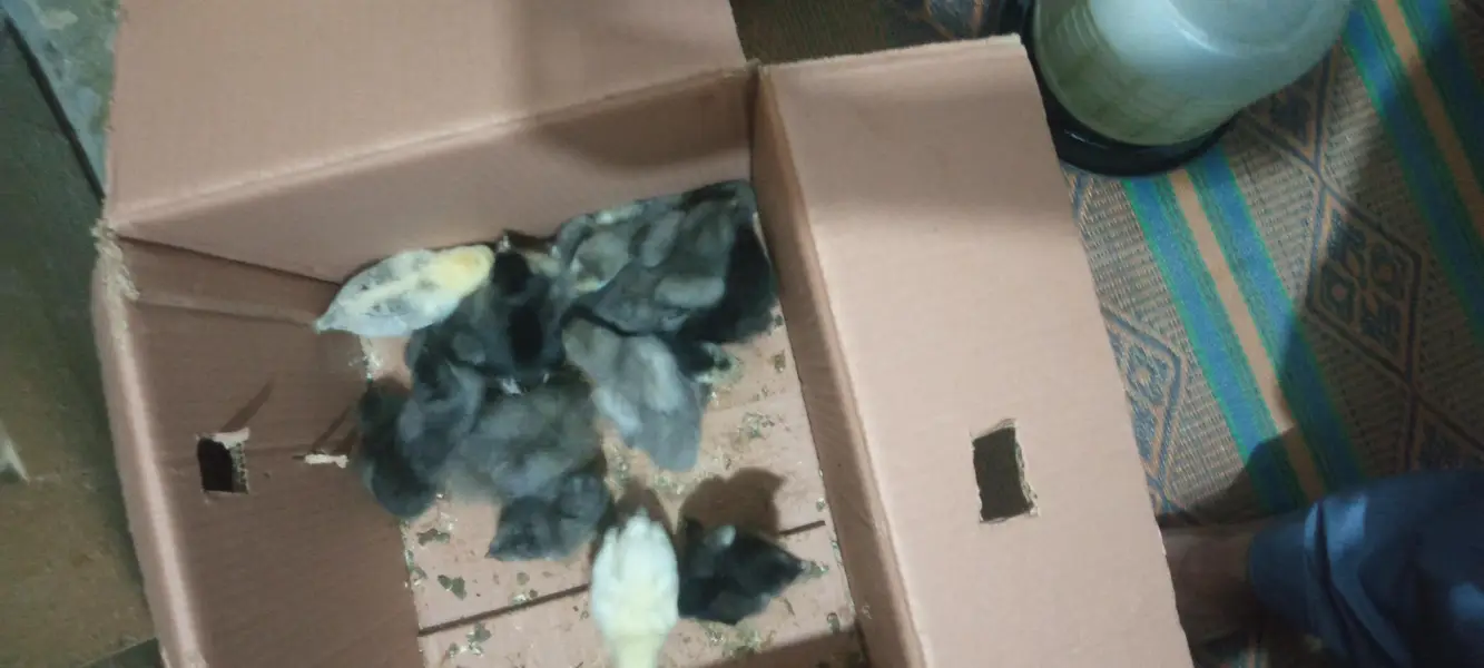 light sussex chicks for sale — photo 6