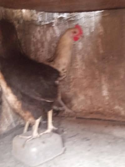 pure Desi egg layer 2 murgi and 2 murga