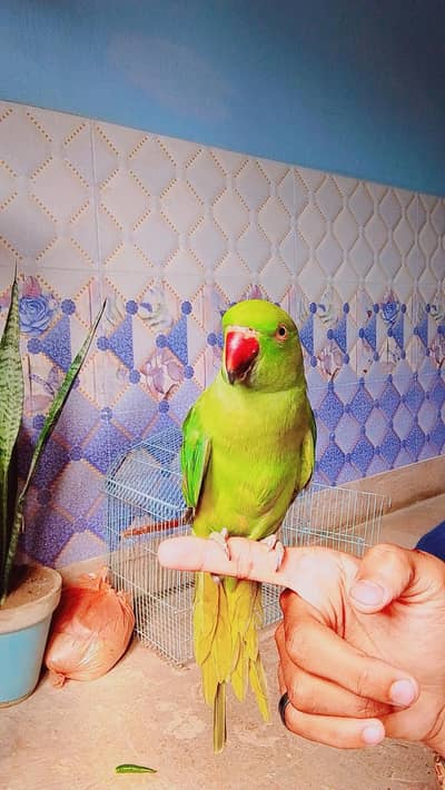 Green ringneck