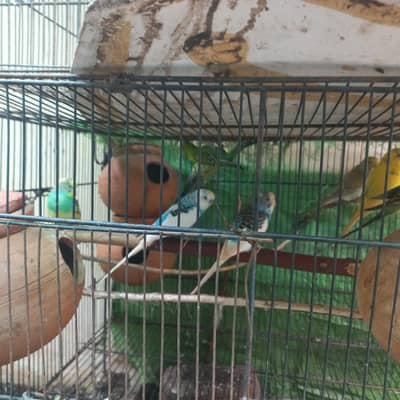 Breeder parrots