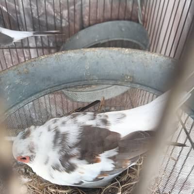 diamond dove male for sale