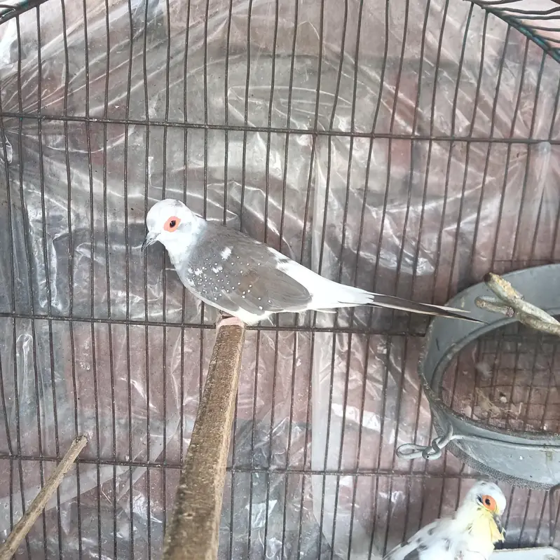 diamond dove male for sale — photo 2