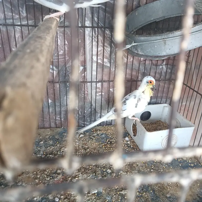 diamond dove male for sale — photo 3