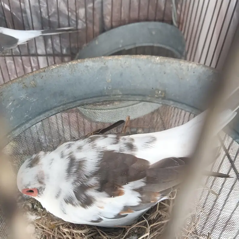 diamond dove male for sale — photo 4