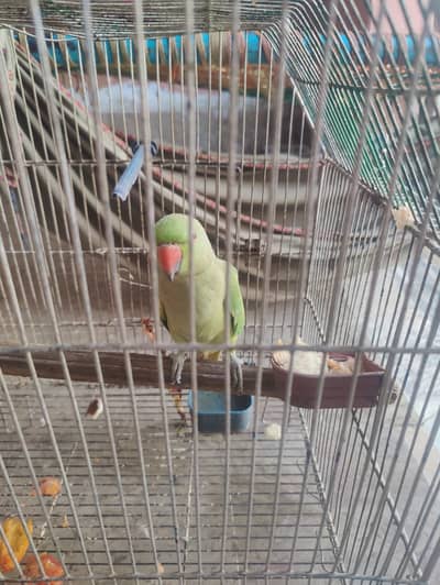 It is best for breading in best price